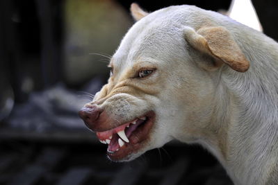 Close-up of a dog looking away