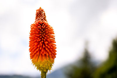 Close-up of flower blooming against sky