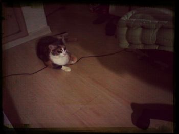 Cat lying on tiled floor