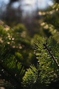 Close-up of pine tree