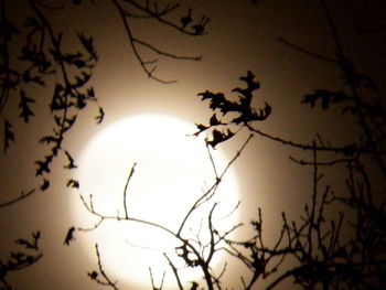 Low angle view of bare trees