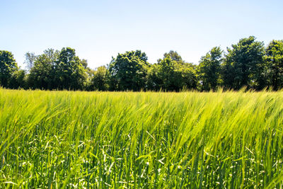 Scenic view of agricultural field against clear sky