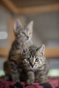 Close-up portrait of tabby kitten