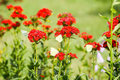 Close-up of red flowering plants on field