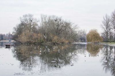 Reflection of trees in lake