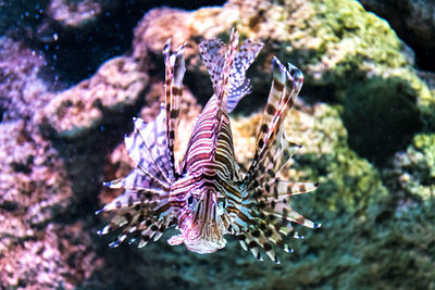 Close-up of fish swimming in sea