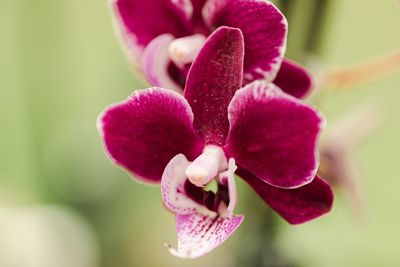 Close-up of pink orchid flower