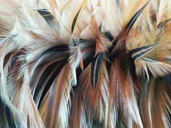 Full frame shot of feathers