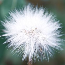 Close-up of dandelion flower
