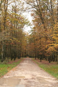 Dirt road passing through forest