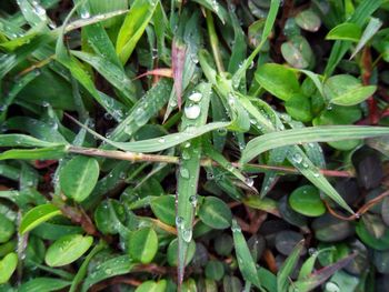 Full frame shot of wet plants
