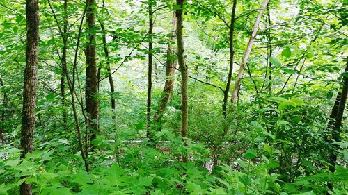 Trees in forest