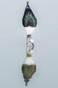 Bird on a lake