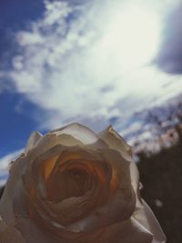 Close-up of rose against sky