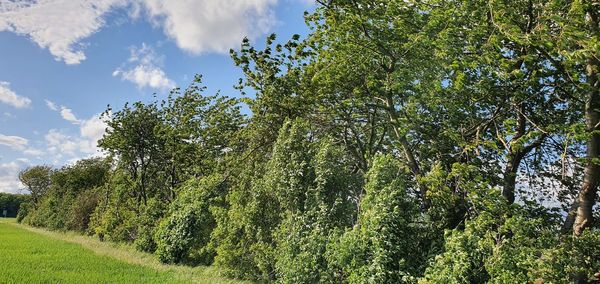 Low angle view of trees on field against sky
