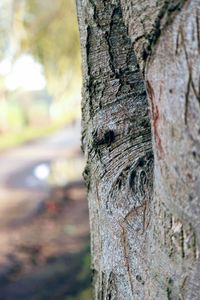 Close-up of tree trunk