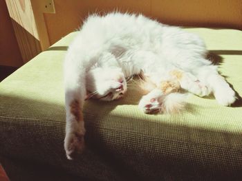 Close-up of a cat sleeping