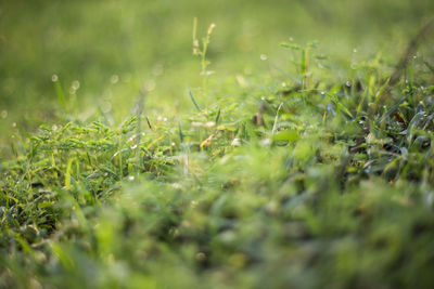 Close-up of wet grass on field