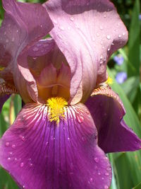 Close-up of pink flower blooming outdoors