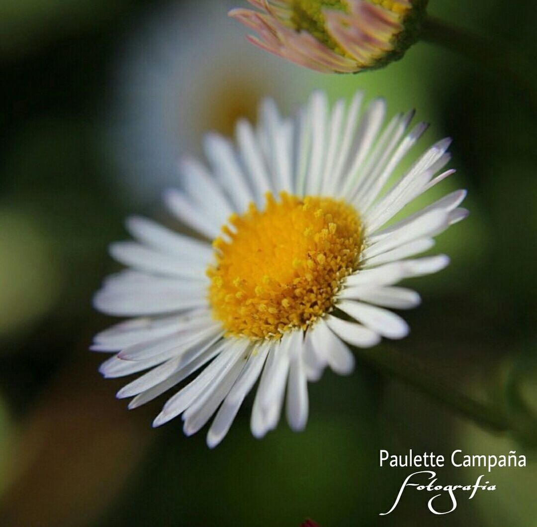 flower, petal, focus on foreground, freshness, flower head, fragility, close-up, beauty in nature, growth, nature, white color, single flower, blooming, pollen, daisy, yellow, selective focus, plant, day, outdoors
