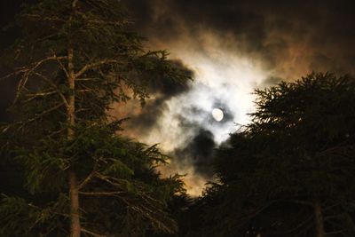 Low angle view of silhouette trees against sky at night