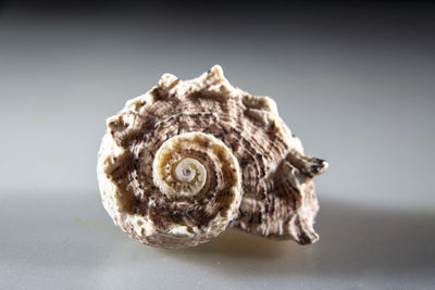 Close-up of shells on table