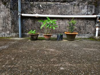 Potted plants on wall