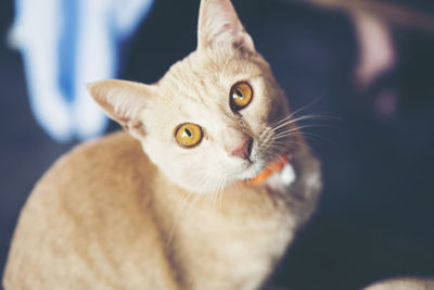 Close-up portrait of cat at home