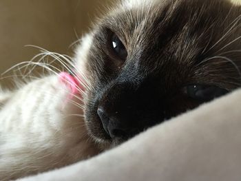 Close-up portrait of cat