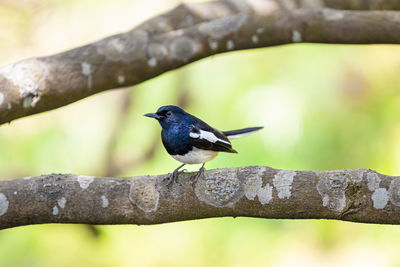 Close-up of bird perching on tree