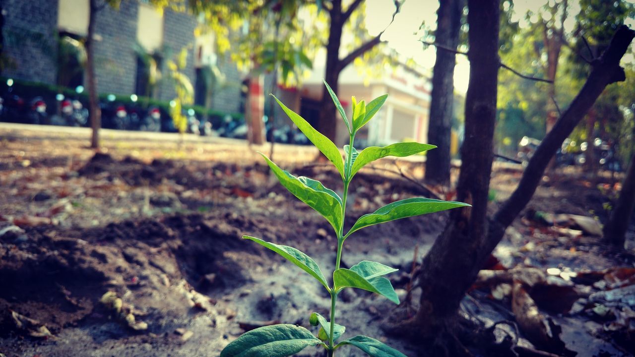 leaf, growth, plant, focus on foreground, green color, nature, close-up, growing, beauty in nature, tranquility, sunlight, selective focus, tree, outdoors, day, no people, stem, fragility, tree trunk, freshness