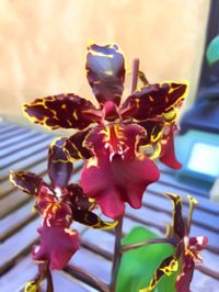 Close-up of pink orchid flowers in pot