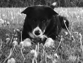 Close-up portrait of dog on field