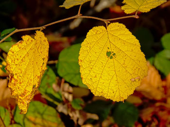 Close-up of yellow maple leaves