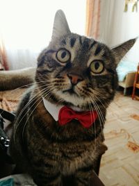 Close-up portrait of cat at home