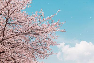 Low angle view of cherry blossom tree against sky