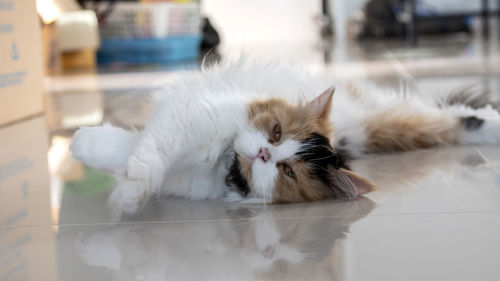 Portrait of white cat lying on floor