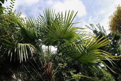 Low angle view of palm tree against sky