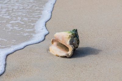 High angle view of shells on wet sand