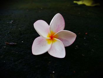 Close-up of frangipani blooming outdoors