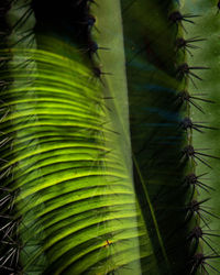 Close-up of palm leaf