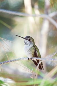 Close-up of hummingbird perching on twig