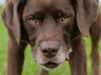 Close-up portrait of dog