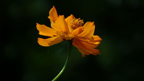 Close-up of yellow flowering plant