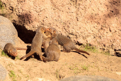 Common dwarf mongooses on rock in desert