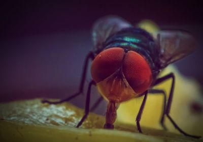 Close-up of insect