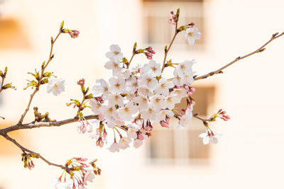 Close-up of cherry blossoms in spring
