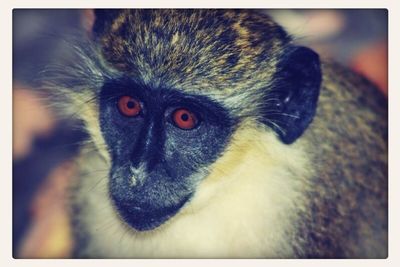 Close-up portrait of an animal