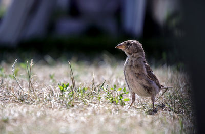 Close-up of bird perching on a field