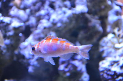 Close-up of fish swimming in sea